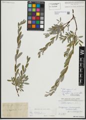 Foto von Salix repens subsp. rosmarinifolia (L.) Andersson